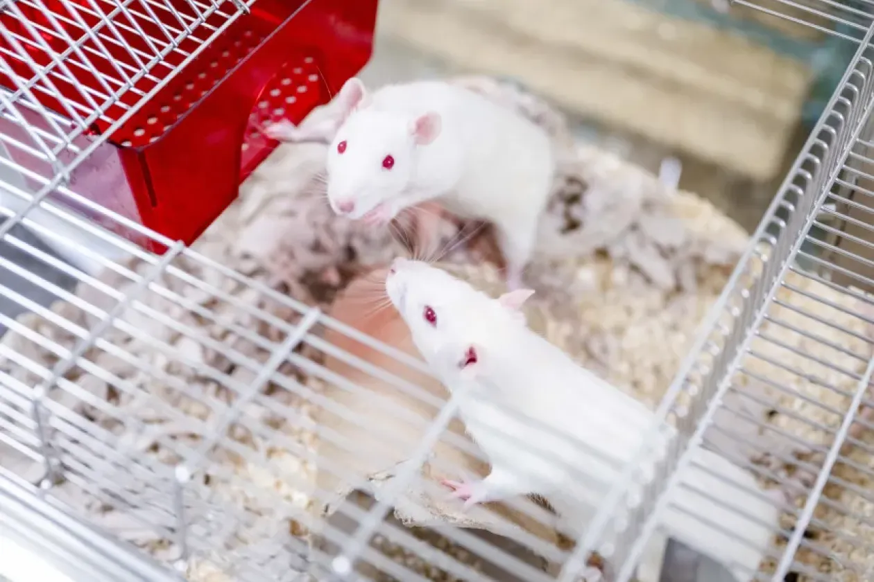 Wie einfühlsam Ratten sind