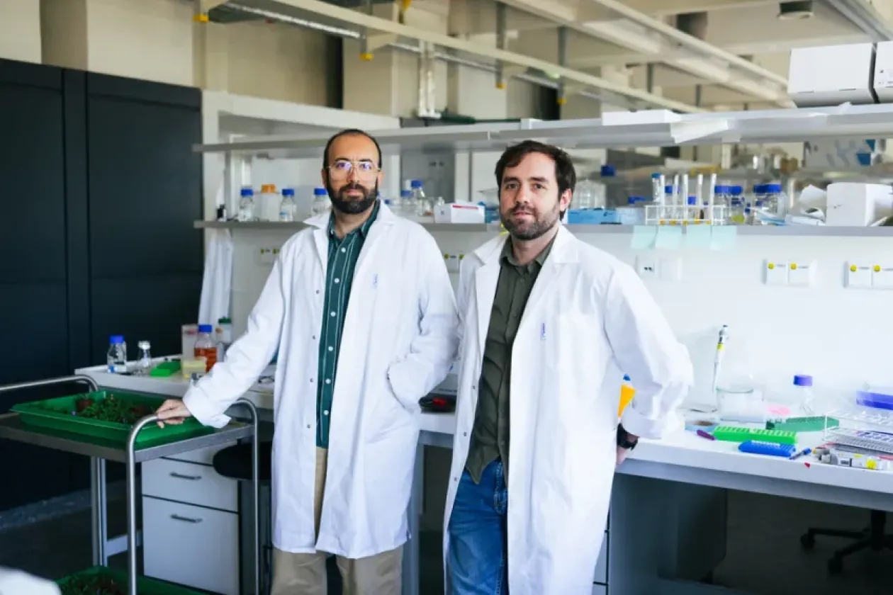 Wie Bakterien das Immunsystem von Pflanzen überlisten