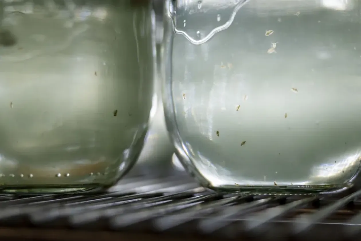 Wie Wasserflöhe ihre Fressfeinde aufspüren