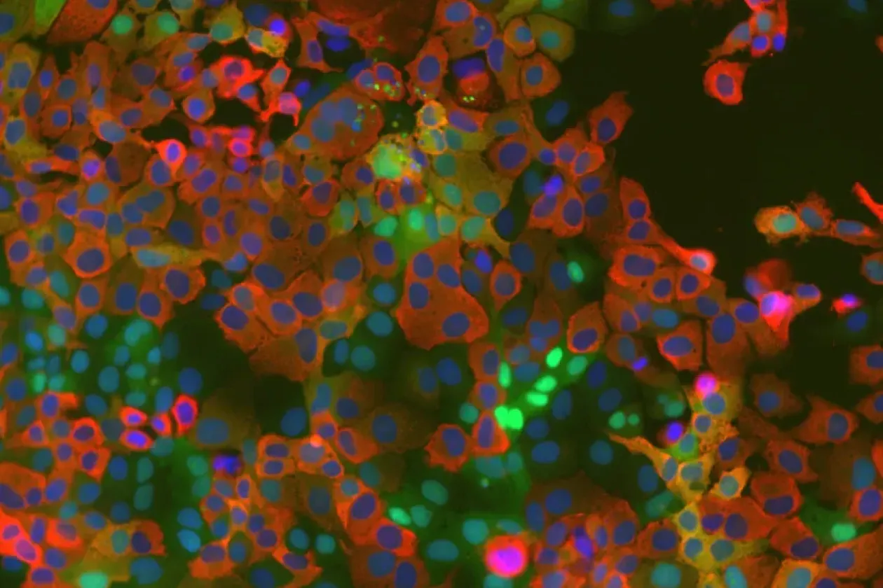 Neu entdeckter Wirt-Mechanismus bei Coronaviren