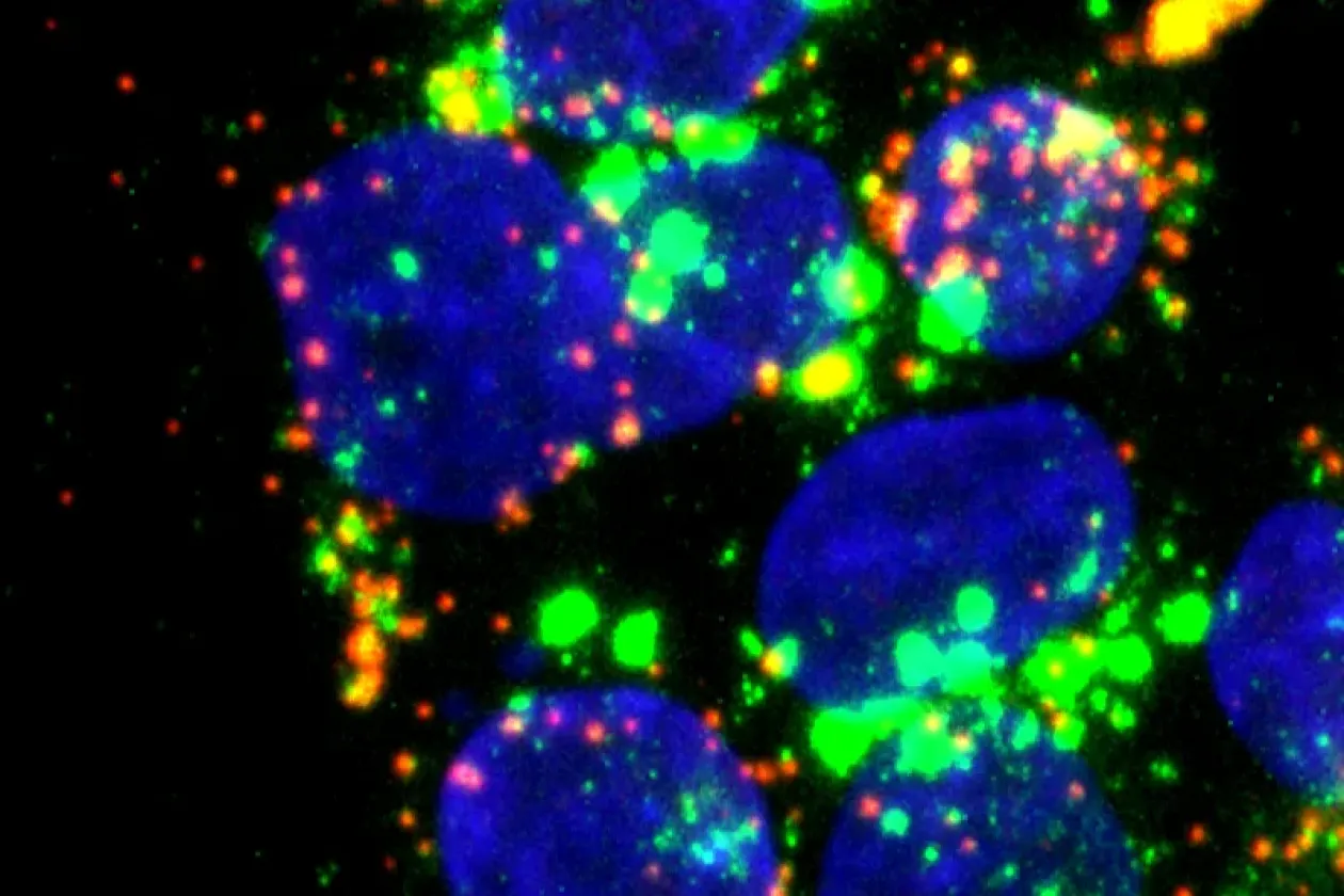 Neuer zellulärer Angriffspunkt verhindert Hepatitis-E-Infektion