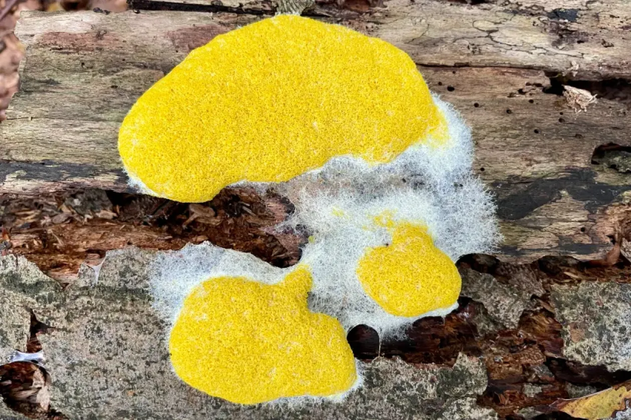 Wachsende Schaltkreise für neue Computer