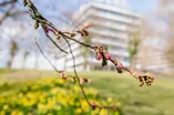 Frühling an der RUB