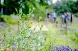 Pflanzen, im Hintergrund unscharf eine Menschengruppe
