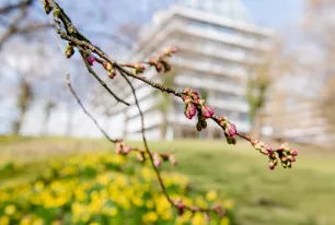 Frühling an der RUB