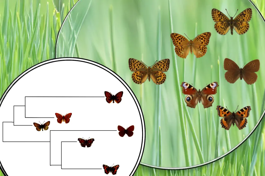 Schmetterlinge mit ihren Verwandtschafsbeziehungen